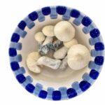 Golden Teacher Magic Mushrooms Golden Teacher Magic Mushrooms